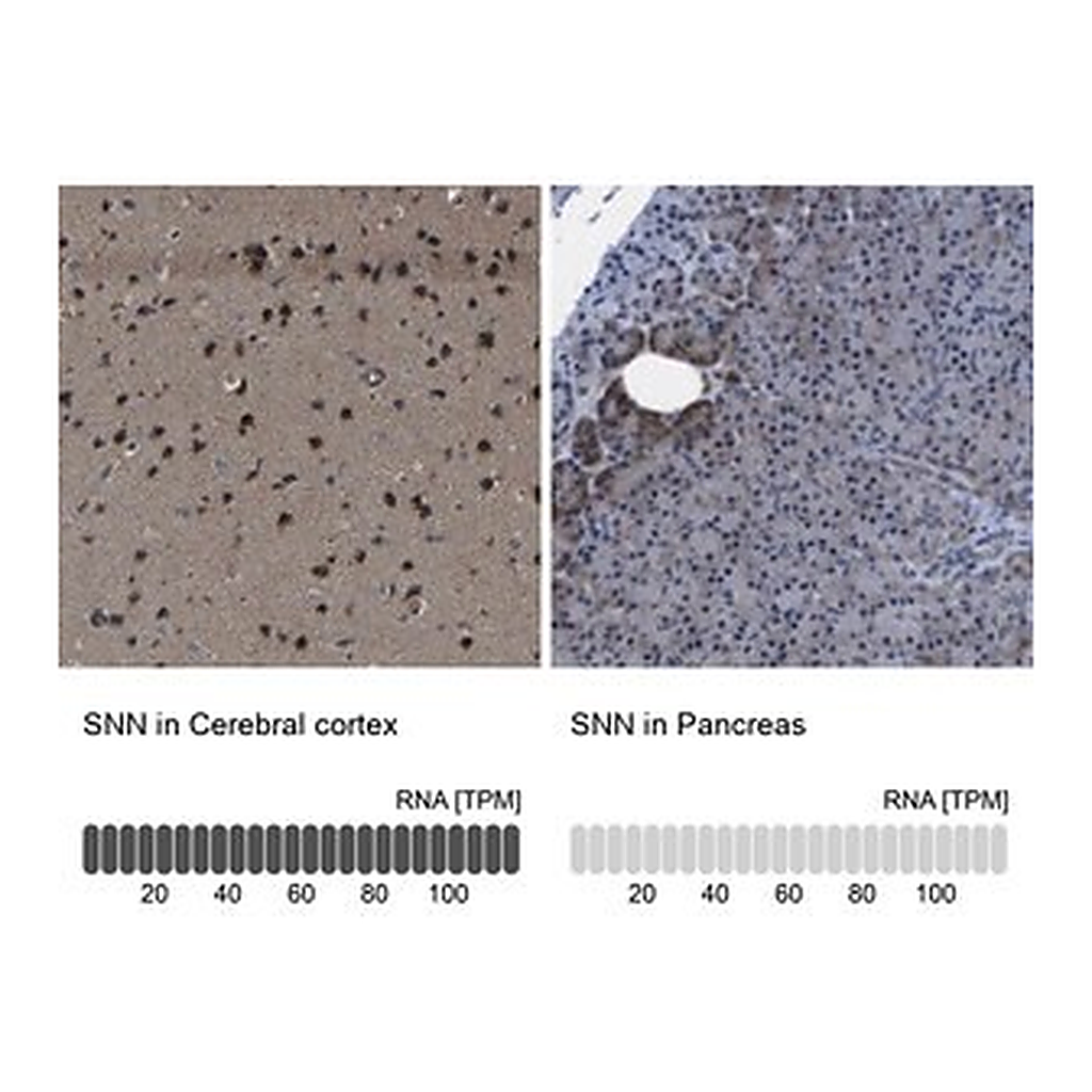 Merck Anti-SNN antibody produced in rabbit