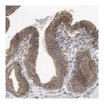 Merck Anti-KIDINS220 antibody produced in rabbit