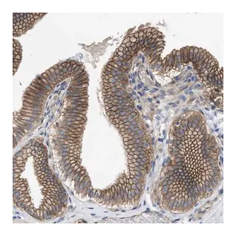 Merck Anti-KIDINS220 antibody produced in rabbit