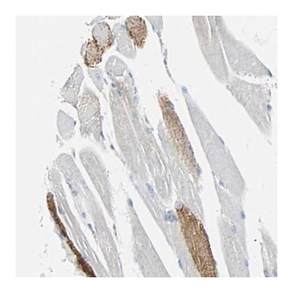 Merck Anti-VPS9D1 antibody produced in rabbit