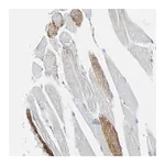 Merck Anti-VPS9D1 antibody produced in rabbit