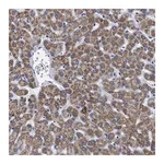 Merck Anti-GPR149 antibody produced in rabbit