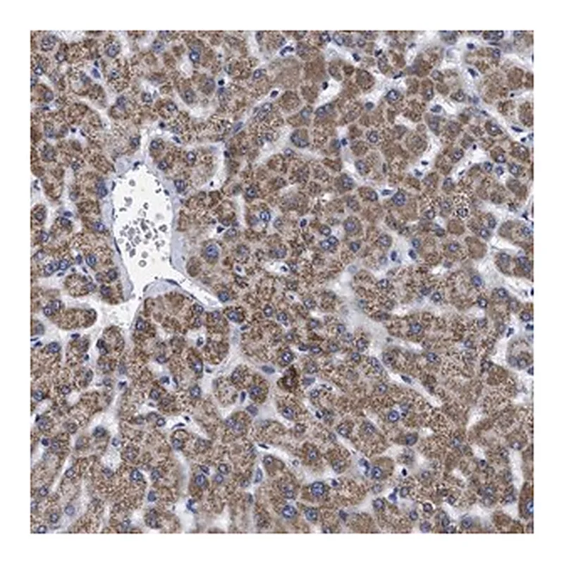 Merck Anti-GPR149 antibody produced in rabbit