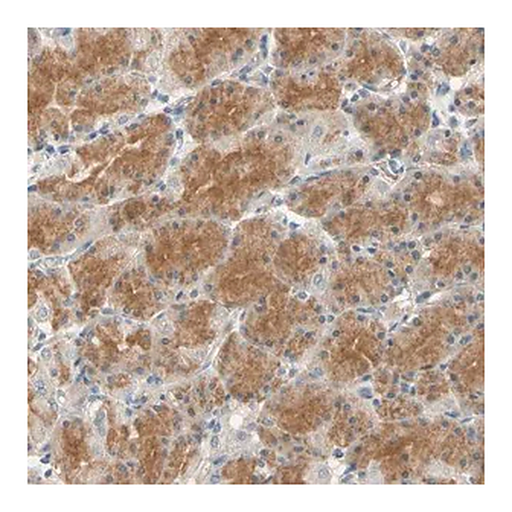 Merck Anti-GPR153 antibody produced in rabbit