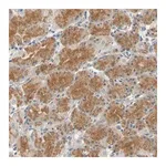 Merck Anti-GPR153 antibody produced in rabbit