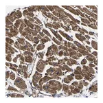 Merck Anti-GPR4 antibody produced in rabbit