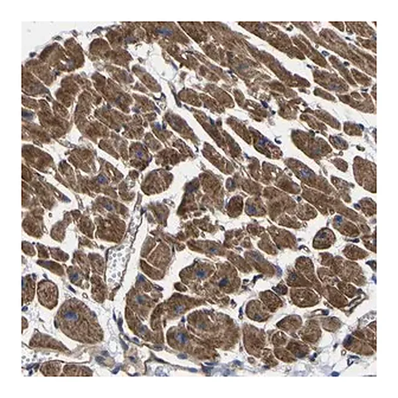 Merck Anti-GPR4 antibody produced in rabbit