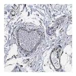 Merck Anti-GJE1 antibody produced in rabbit
