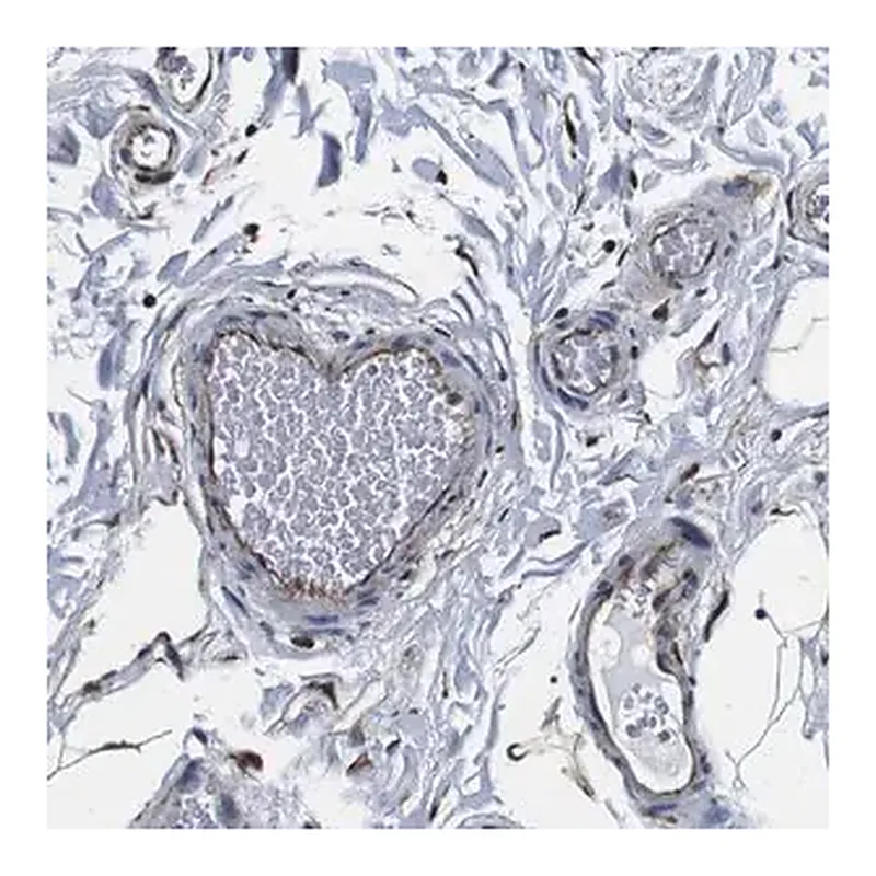 Merck Anti-GJE1 antibody produced in rabbit