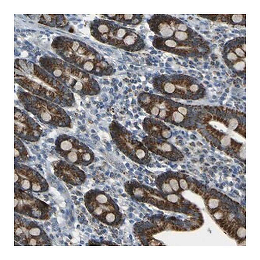 Merck Anti-FKTN antibody produced in rabbit