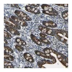 Merck Anti-FKTN antibody produced in rabbit