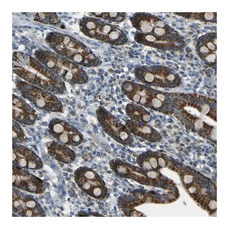 Merck Anti-FKTN antibody produced in rabbit