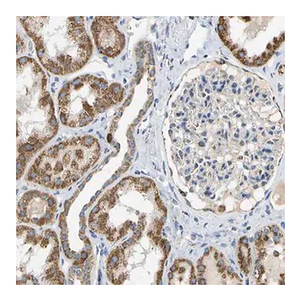 Merck Anti-HLCS antibody produced in rabbit