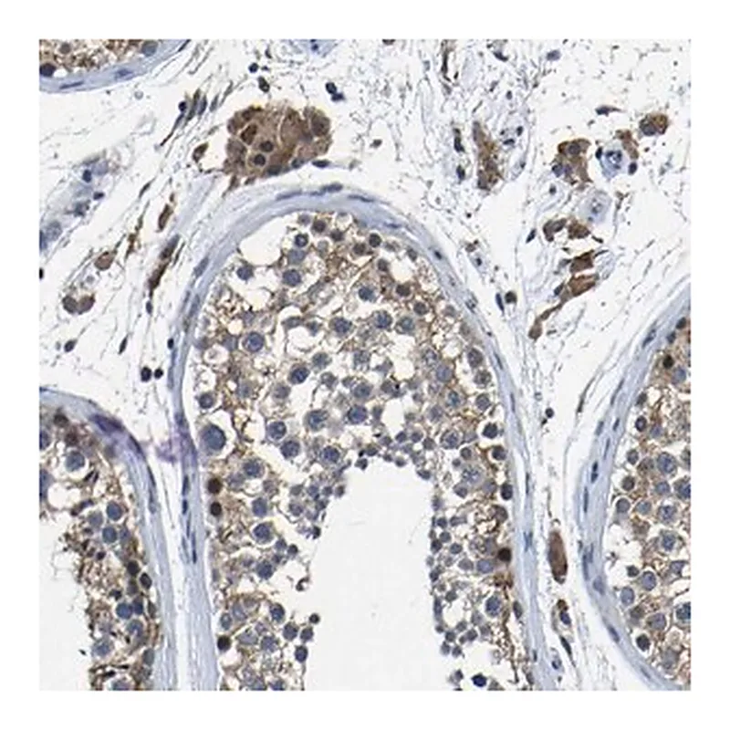 Merck Anti-C6orf89 antibody produced in rabbit
