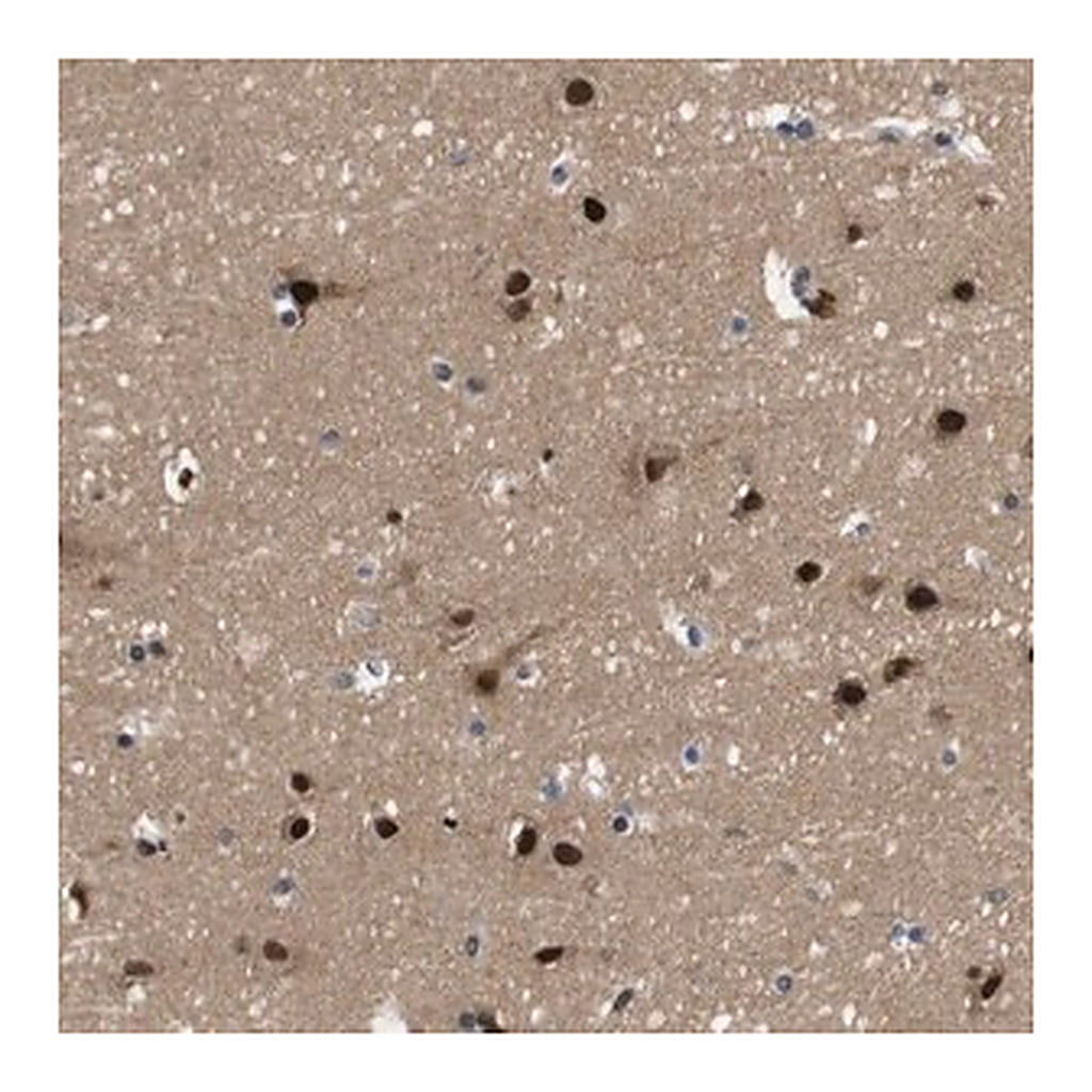 Merck Anti-ZBTB46 antibody produced in rabbit