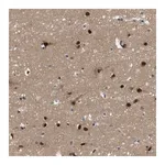 Merck Anti-ZBTB46 antibody produced in rabbit
