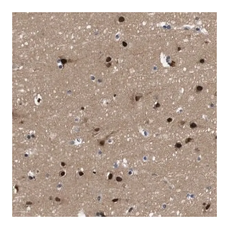 Merck Anti-ZBTB46 antibody produced in rabbit