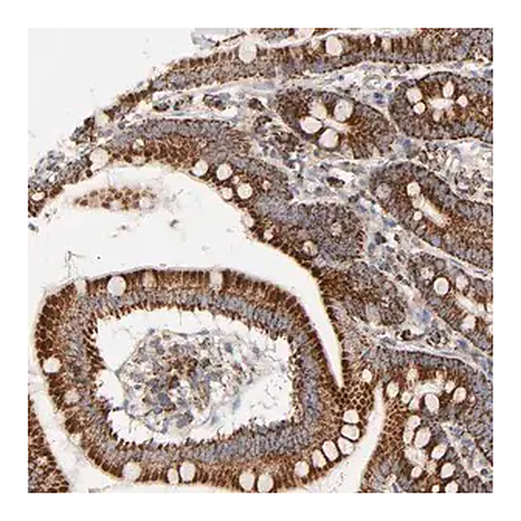 Merck Anti-PCNX4 antibody produced in rabbit