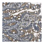 Merck Anti-LRRC66 antibody produced in rabbit