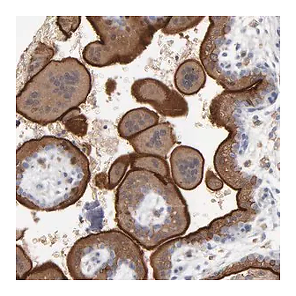 Merck Anti-PDLIM2 antibody produced in rabbit