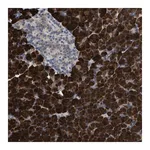 Merck Anti-AK2 antibody produced in rabbit