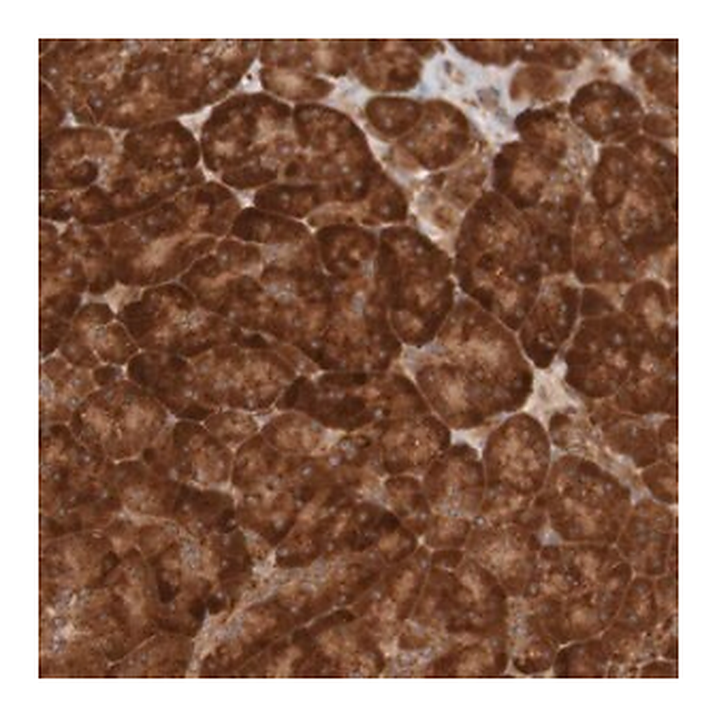 Merck Anti-MRPL52 antibody produced in rabbit