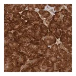 Merck Anti-MRPL52 antibody produced in rabbit