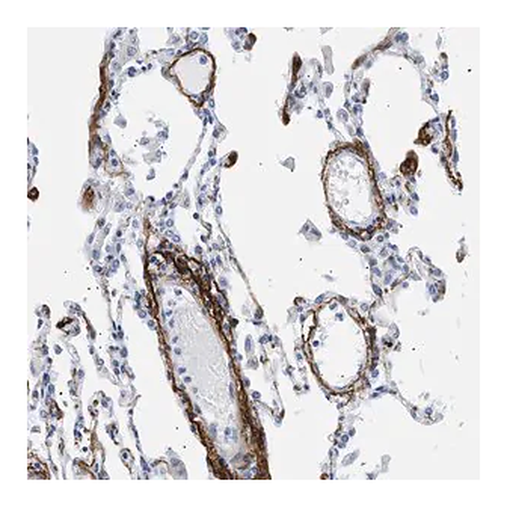Merck Anti-ELN antibody produced in rabbit