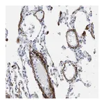 Merck Anti-ELN antibody produced in rabbit