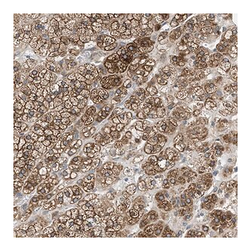 Merck Anti-GPAT4 antibody produced in rabbit