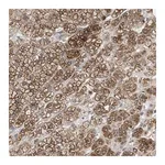 Merck Anti-GPAT4 antibody produced in rabbit