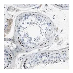 Merck Anti-ZBTB43 antibody produced in rabbit