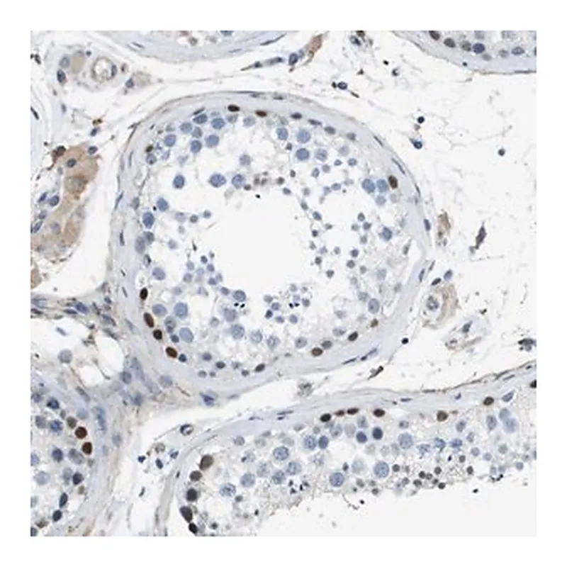 Merck Anti-ZBTB43 antibody produced in rabbit