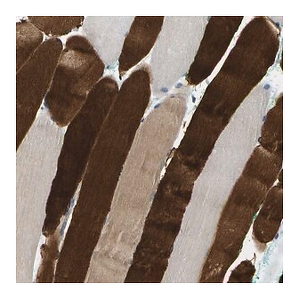 Merck Anti-RASGRP2 antibody produced in rabbit