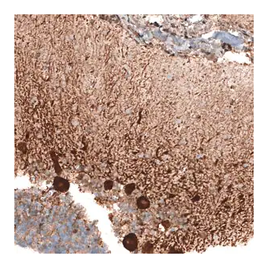 Merck Anti-STAU2 antibody produced in rabbit