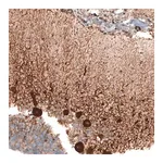 Merck Anti-STAU2 antibody produced in rabbit