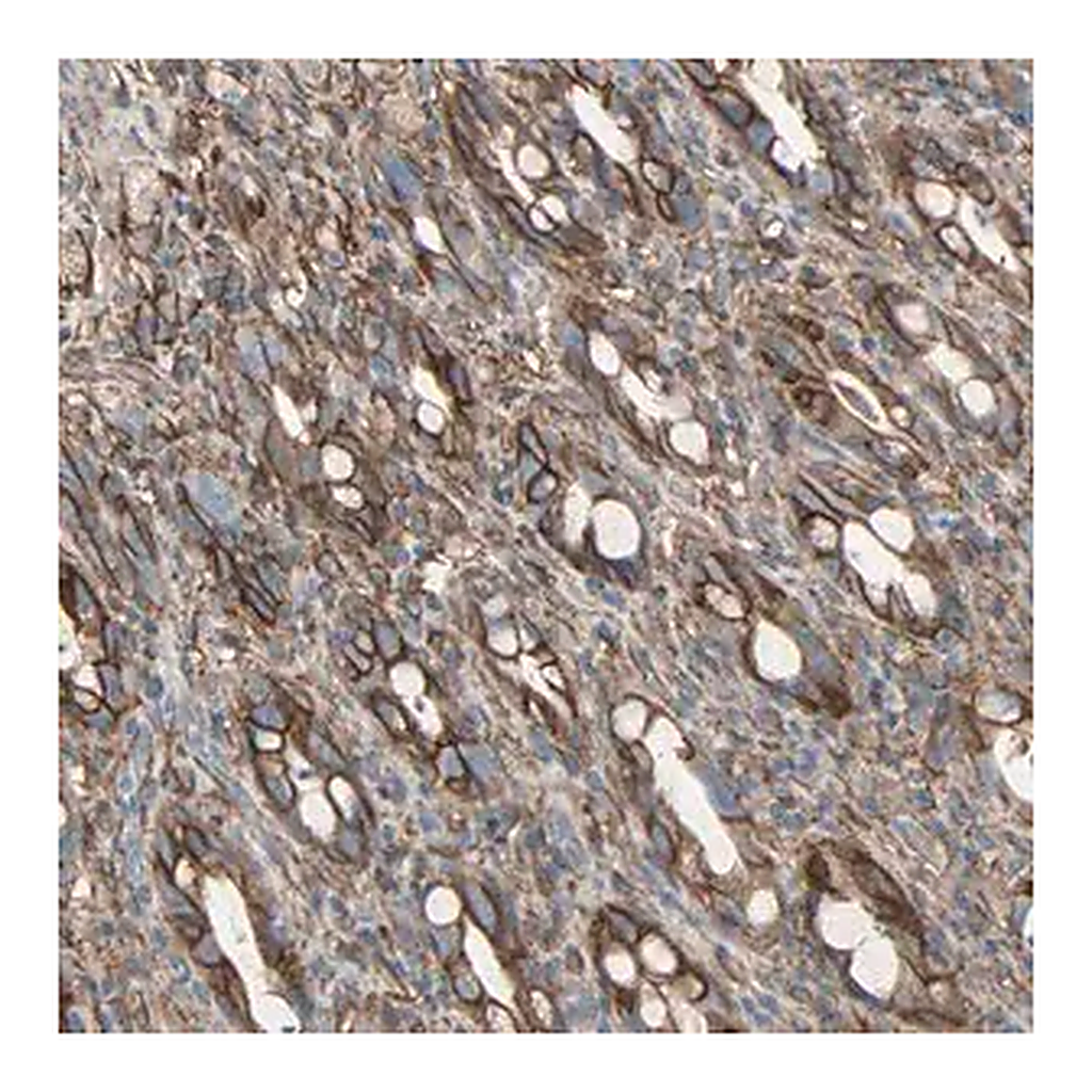 Merck Anti-EPB41L2 antibody produced in rabbit