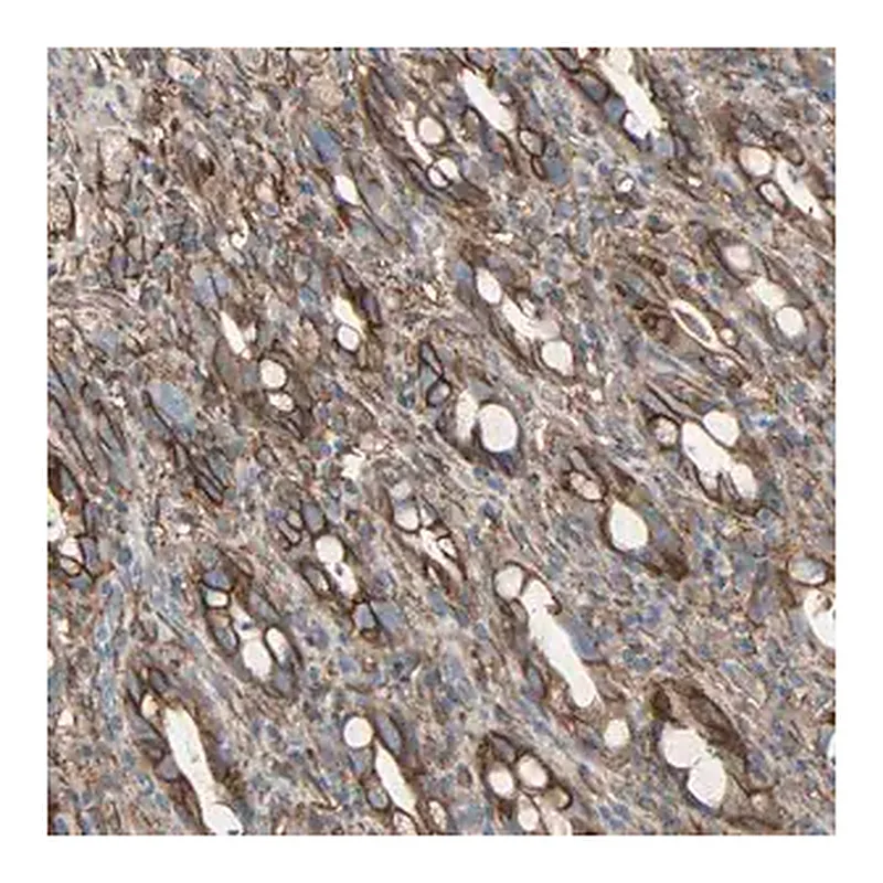 Merck Anti-EPB41L2 antibody produced in rabbit