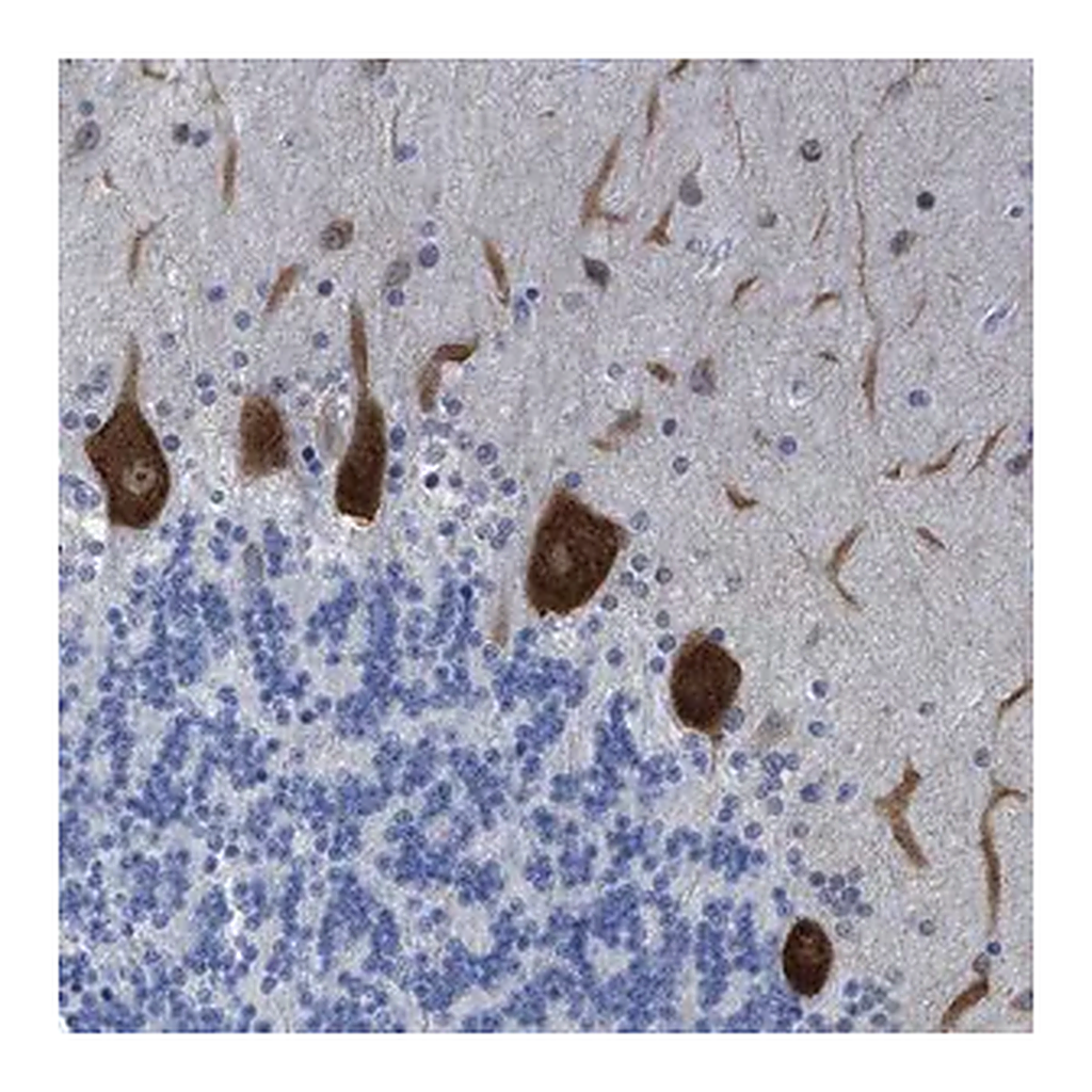 Merck Anti-TUB antibody produced in rabbit