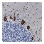 Merck Anti-TUB antibody produced in rabbit