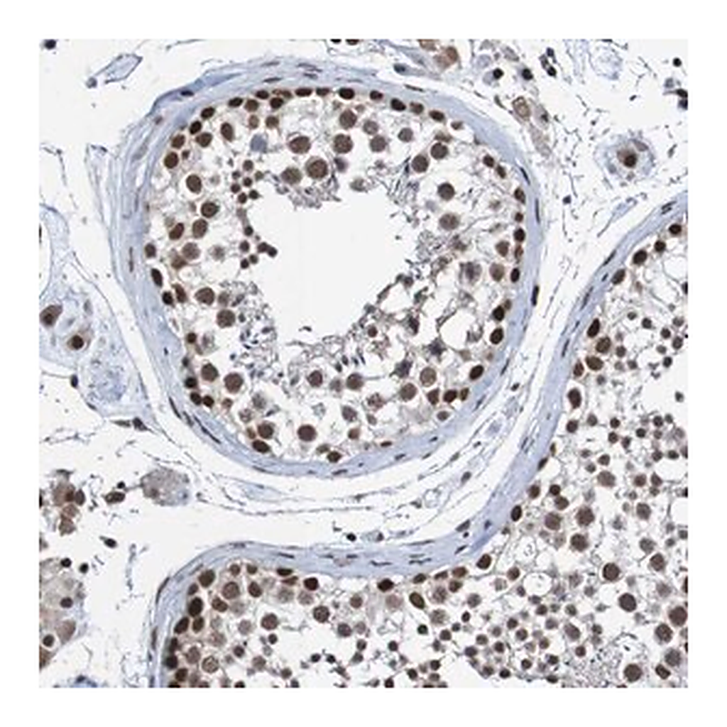 Merck Anti-CDC5L antibody produced in rabbit