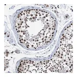 Merck Anti-CDC5L antibody produced in rabbit