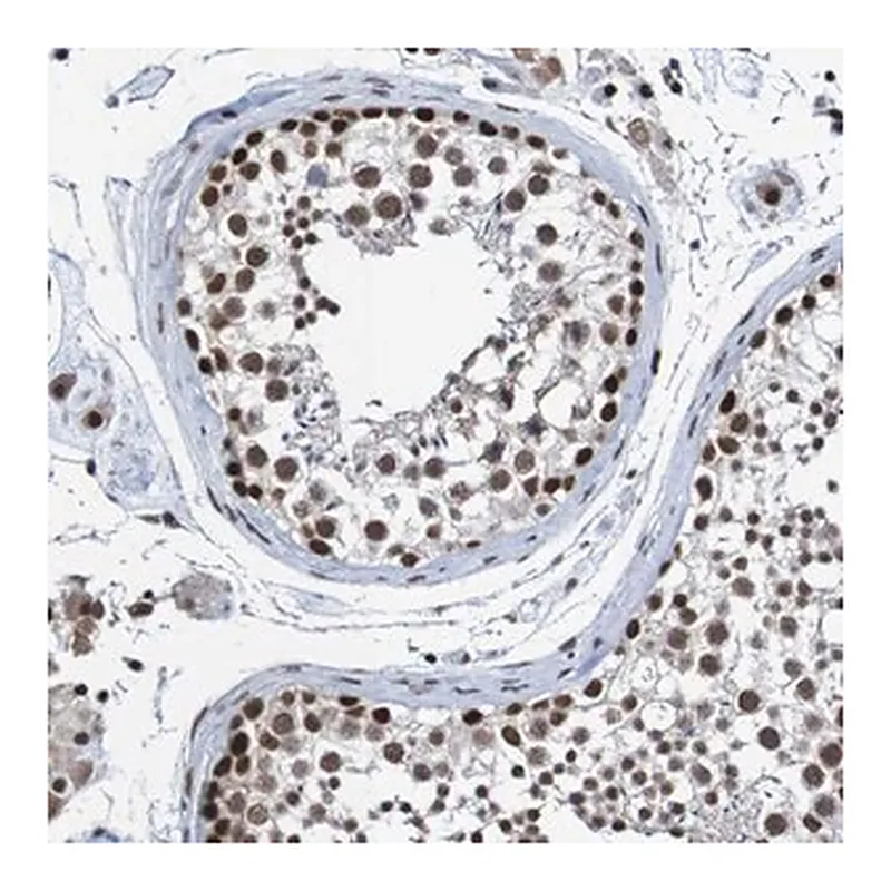 Merck Anti-CDC5L antibody produced in rabbit