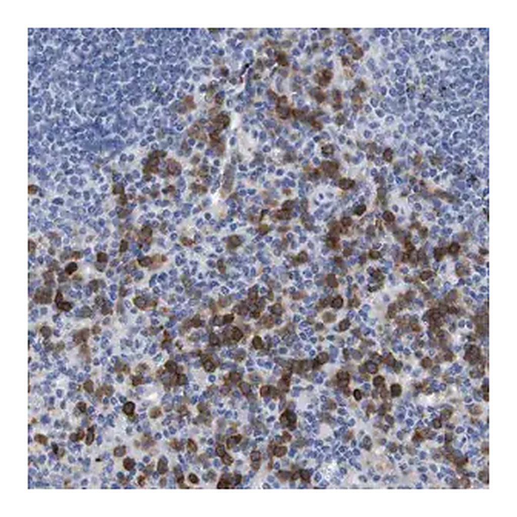 Merck Anti-C5AR1 antibody produced in rabbit