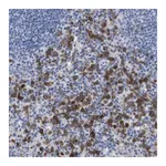 Merck Anti-C5AR1 antibody produced in rabbit