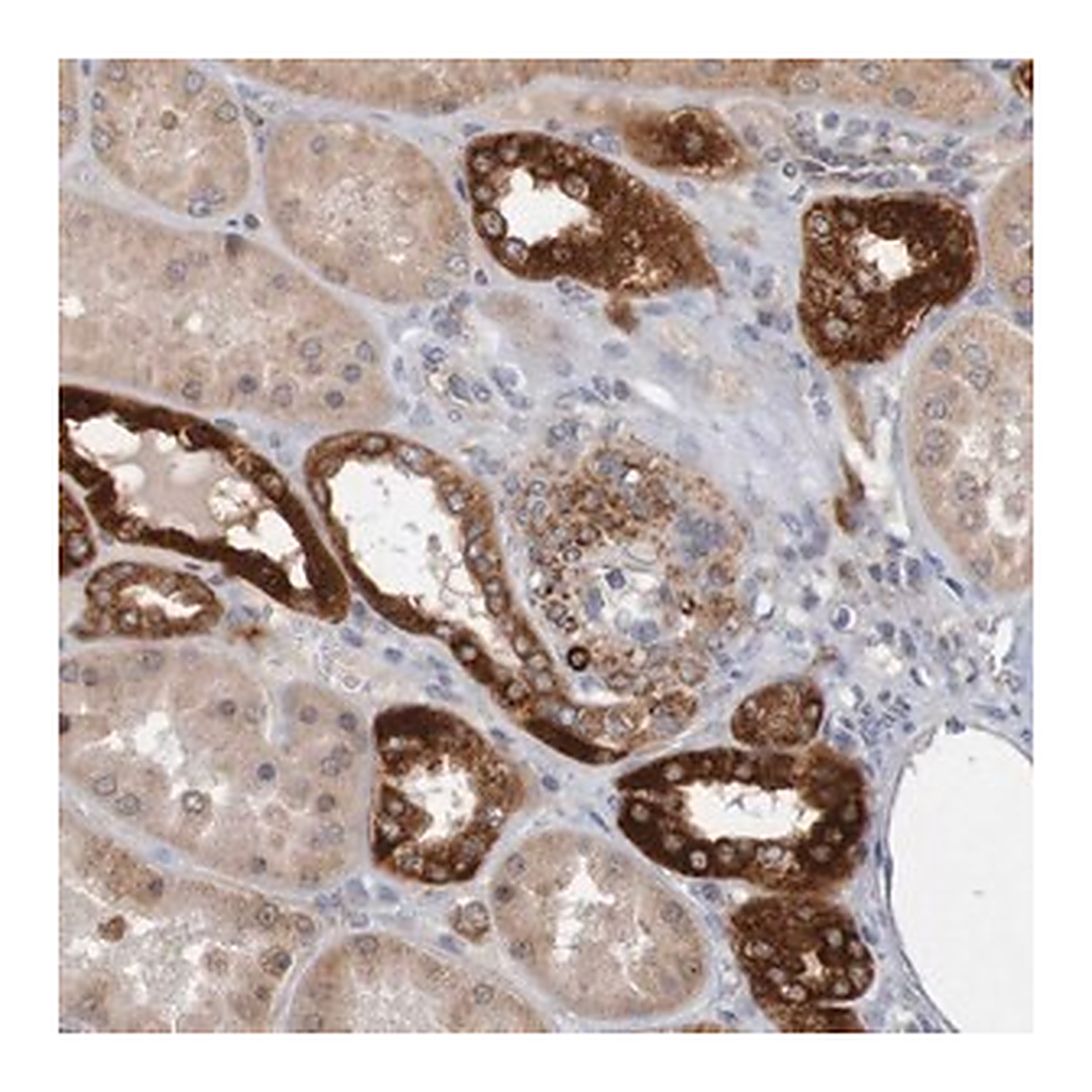 Merck Anti-NAV2 antibody produced in rabbit