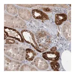 Merck Anti-NAV2 antibody produced in rabbit