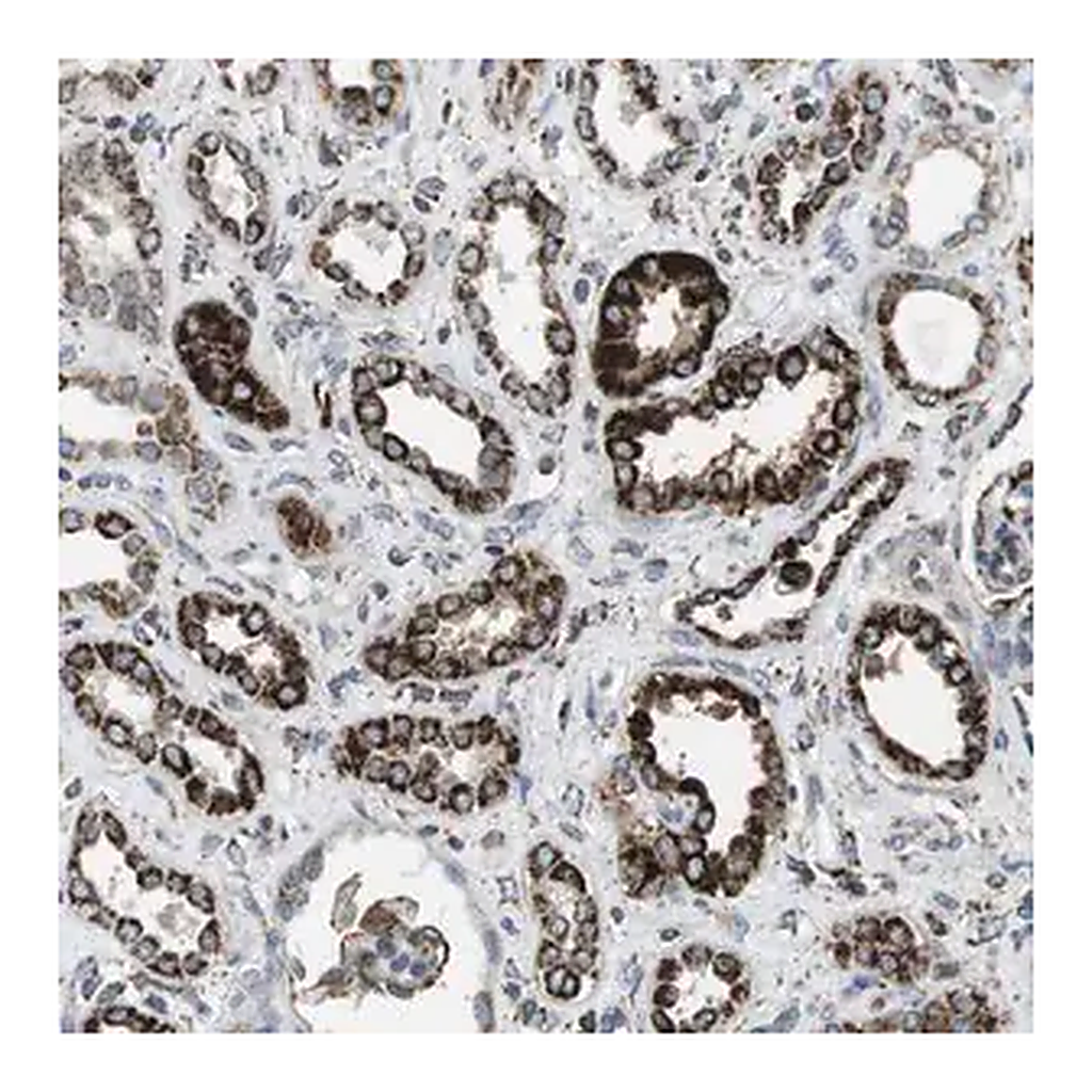 Merck Anti-KCNE3 antibody produced in rabbit