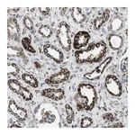 Merck Anti-KCNE3 antibody produced in rabbit