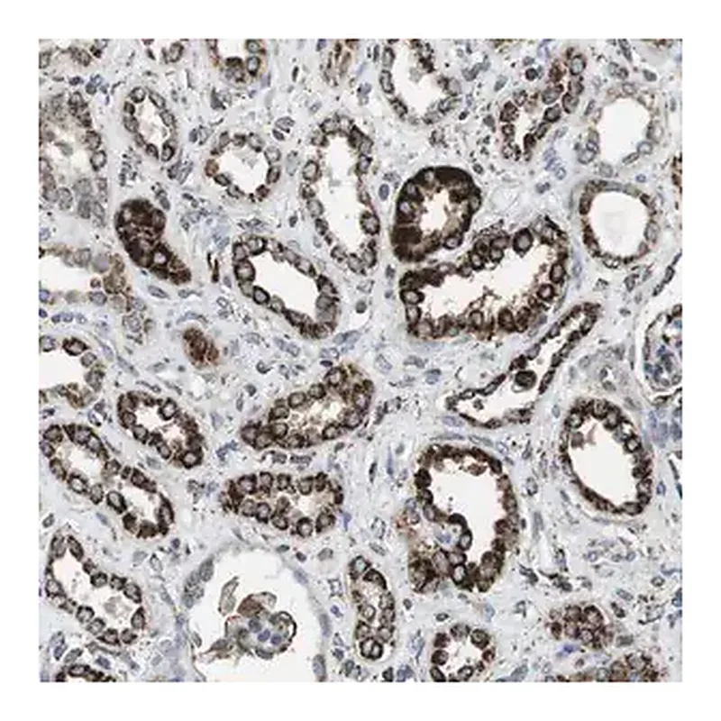 Merck Anti-KCNE3 antibody produced in rabbit